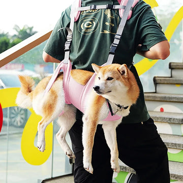 Dog Carriers Things