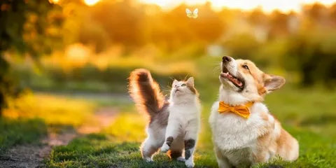 slider image slider_item_Ri4LPP